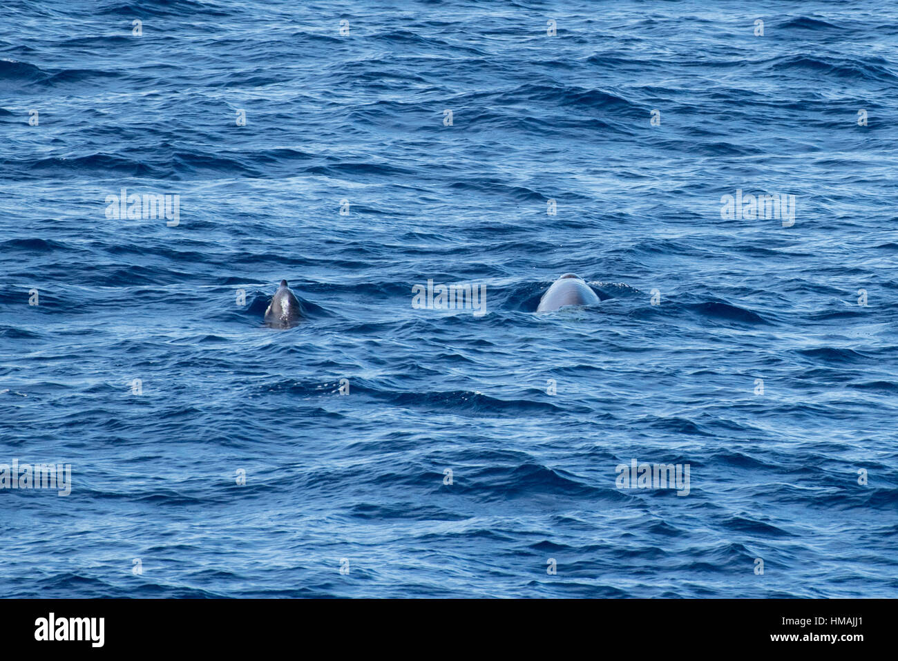 Adult female and juvenile Gervais' beaked whales, Mesoplodon europaeus, surfacing, off Morocco, Atlantic Ocean Stock Photo