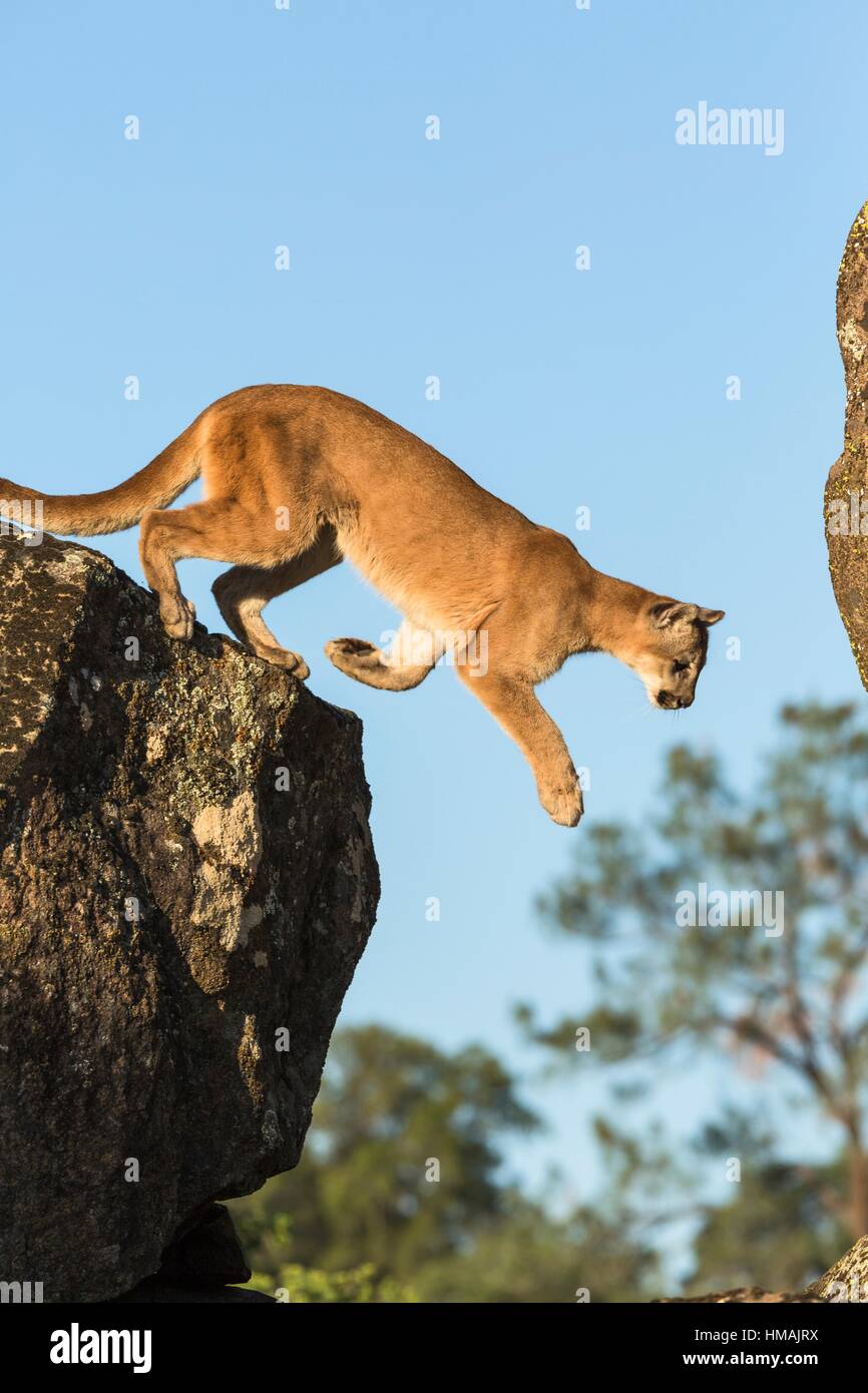 Puma concolor jumping hi-res stock photography and images - Alamy