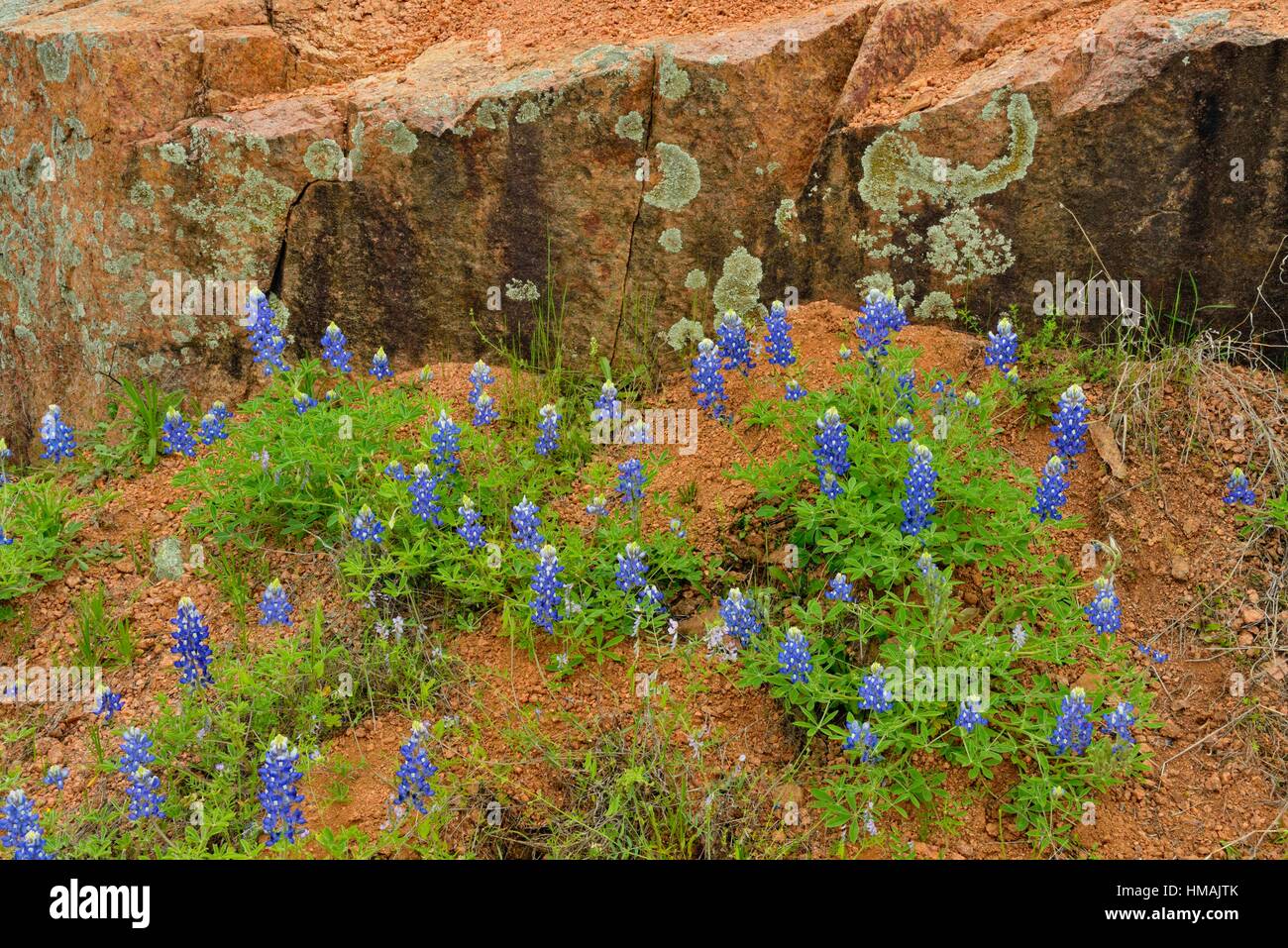 Flowering Texas in a field with rocks, Willow City