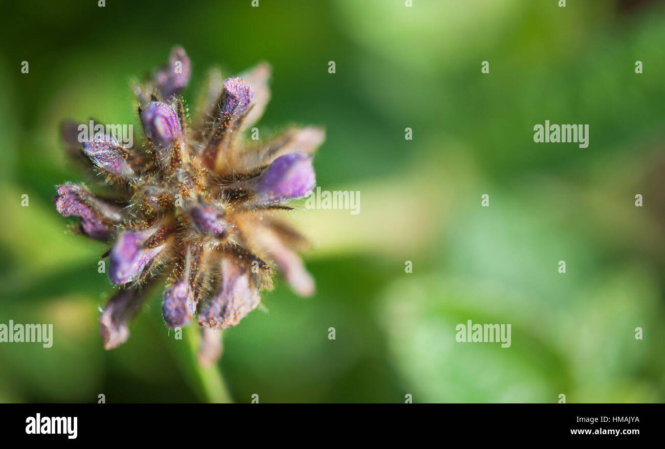 closeup of flowers (kaas-valley of flowers, SATARA) Stock Photo