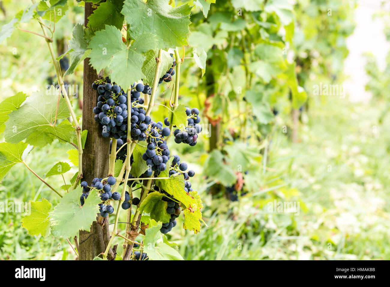 Ripe red vine grapes on a vine plant in switzerland in summer Stock ...