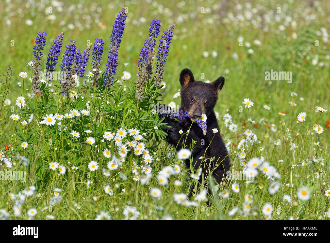 Black bear (Ursus americanus) Cub in flower field, captive raised, Minnesota wildlife Connection