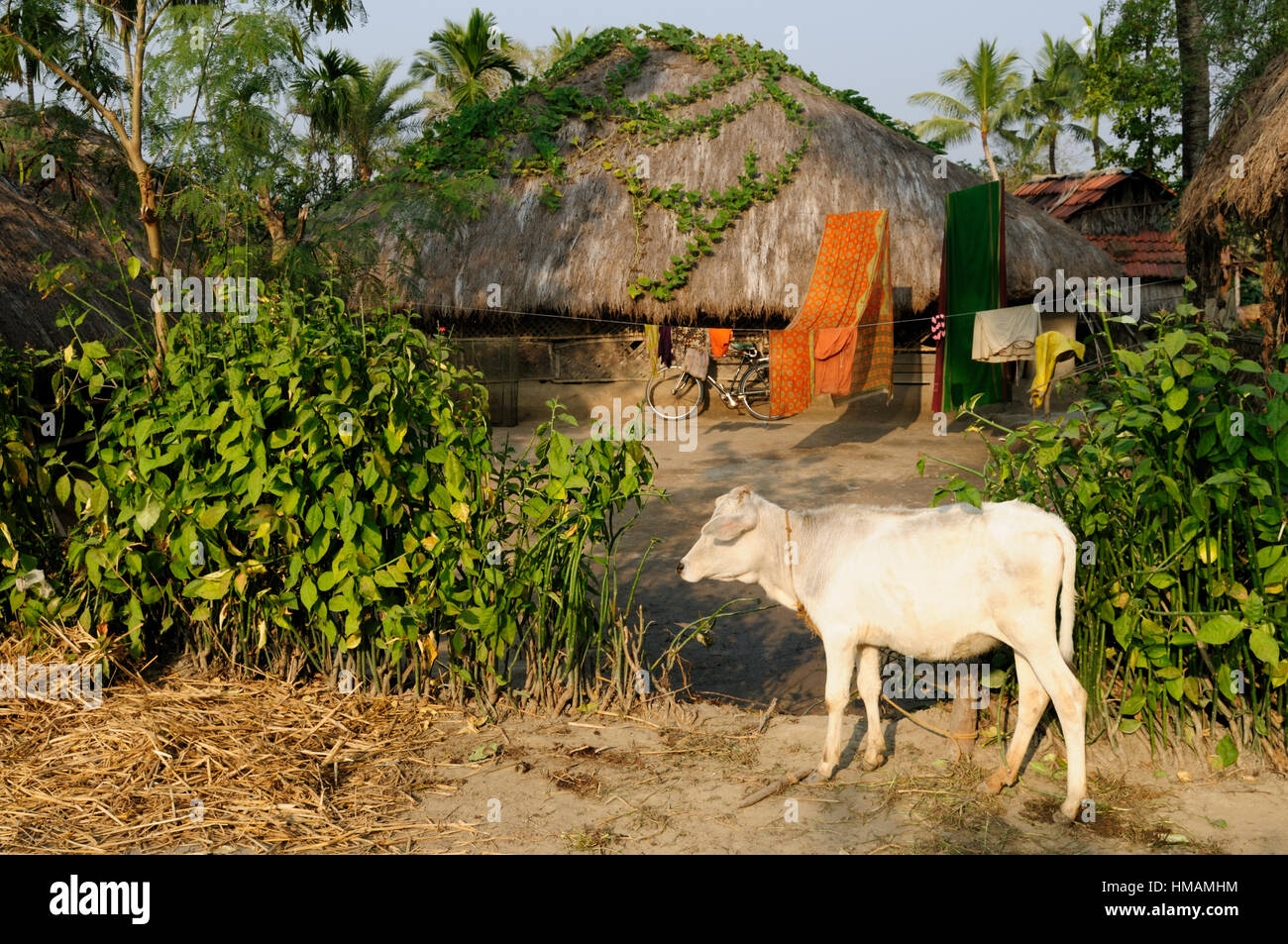 Sundarbans Jungle National Park in India. The bigest delta river on the