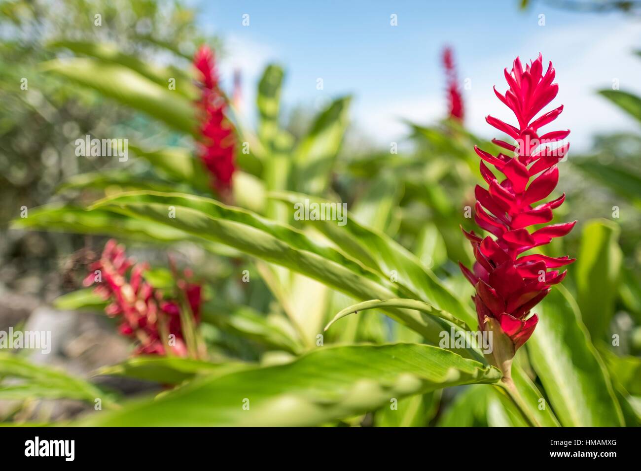 Red Ornamental Ginger Flower In A Tropical Garden Image Taken At