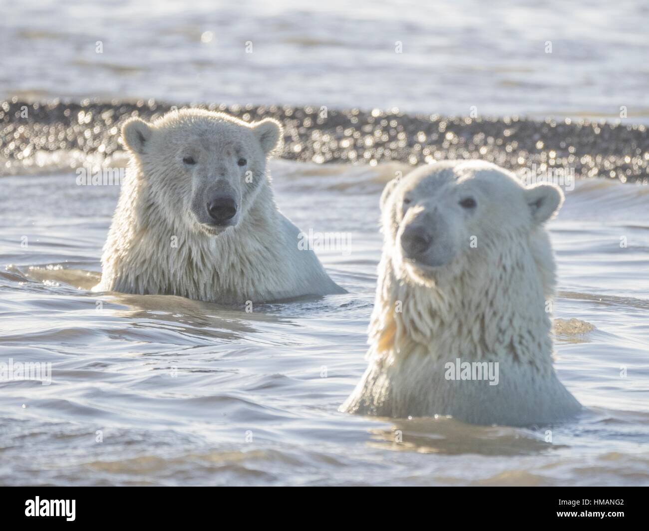 Polar bears swimming hi-res stock photography and images - Alamy