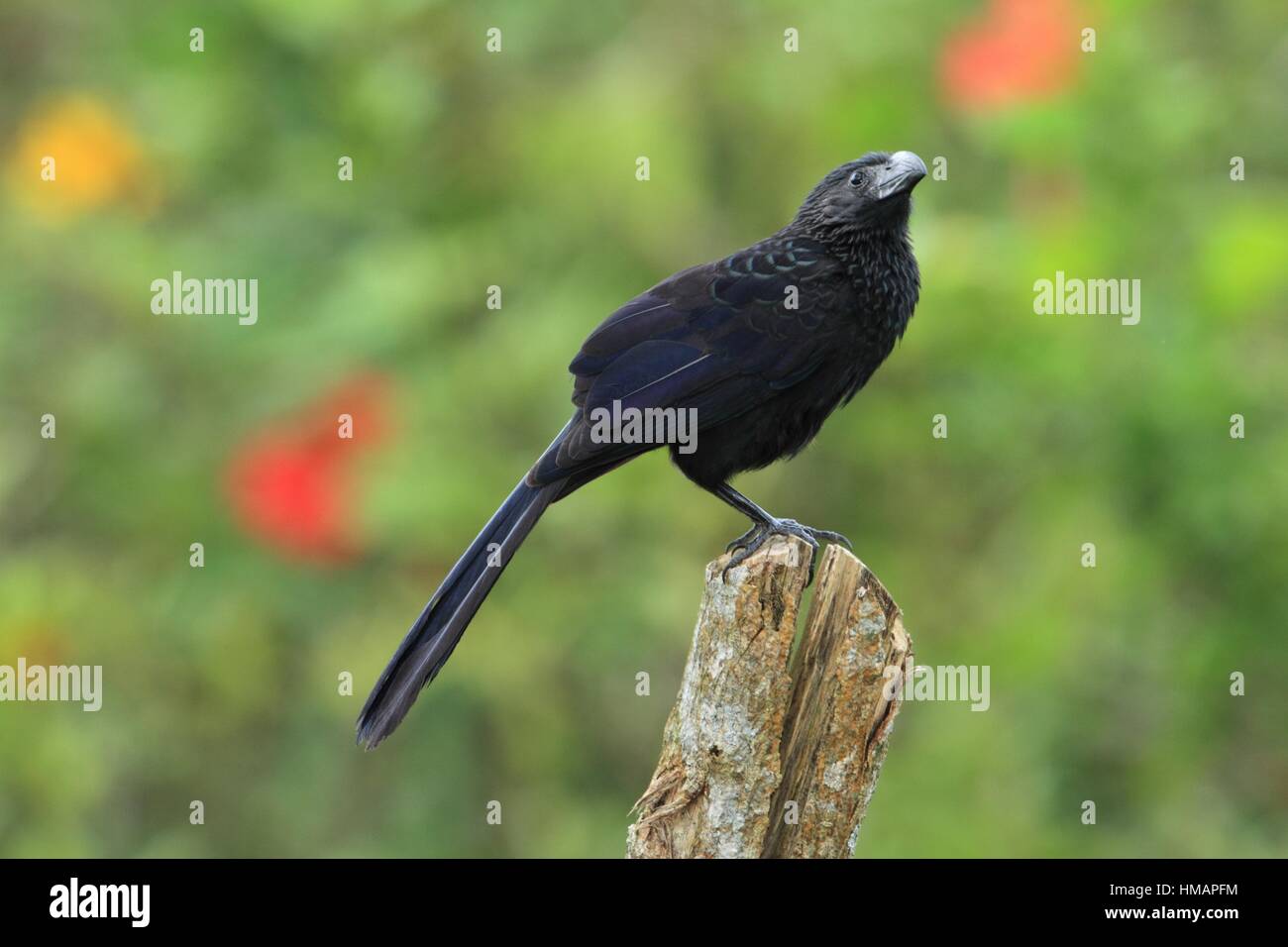 Groove-billed Ani (Crotophaga sulcirostris), Peninsula de Osa Stock ...