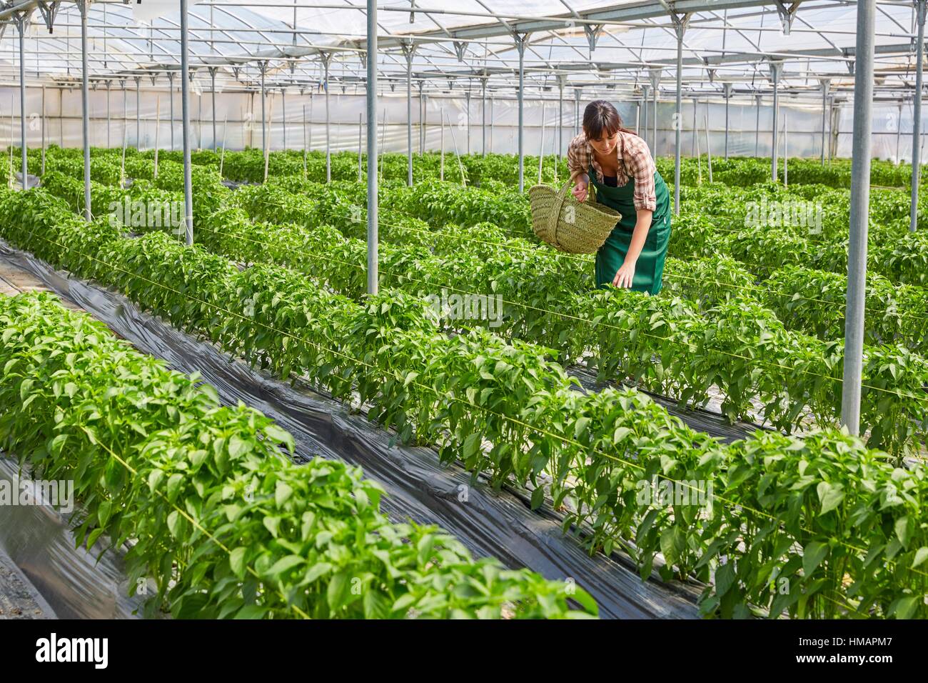 Farmer, Green chillies farming, Greenhouse, Agricultural field, Funes