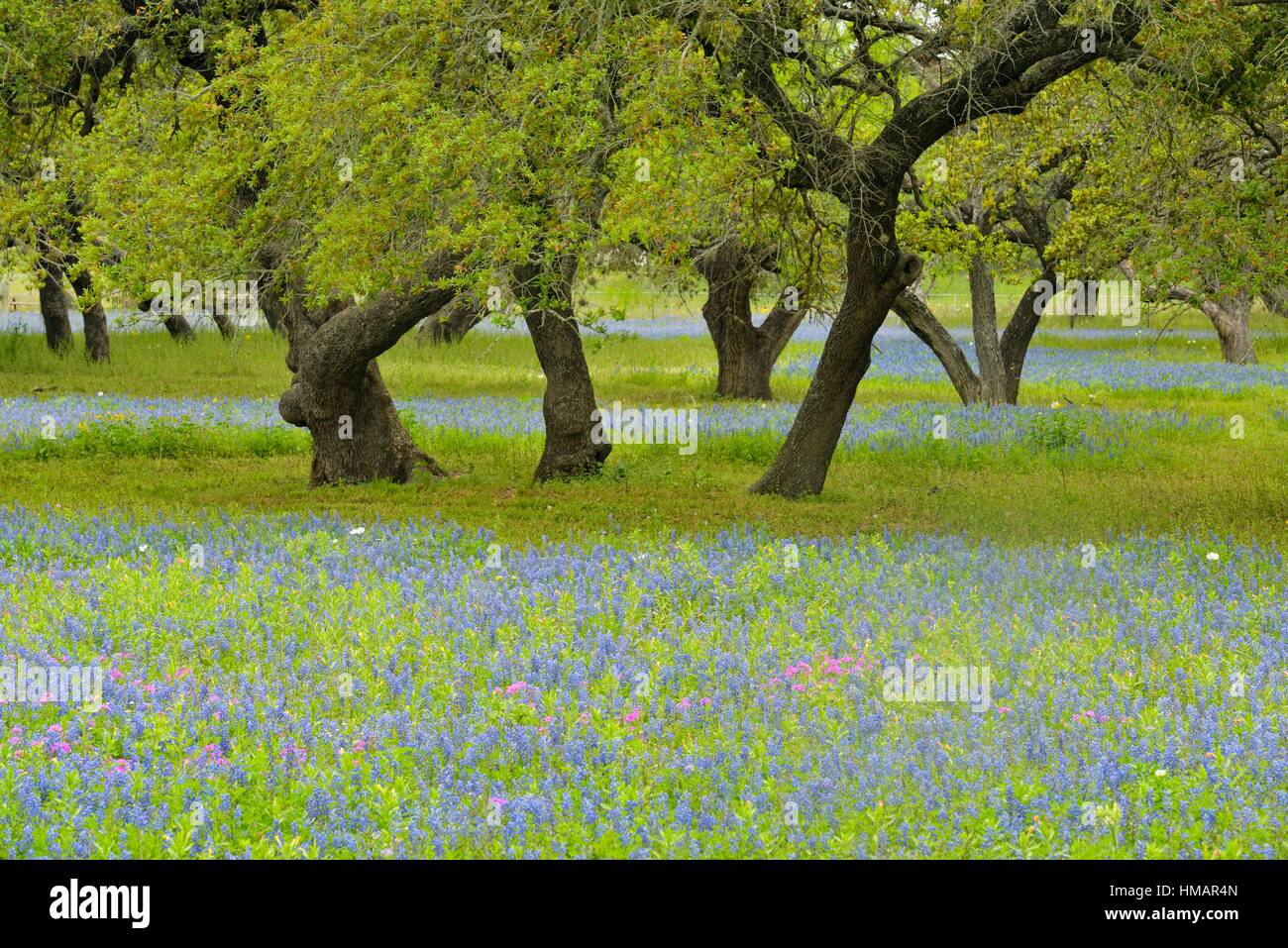 Texas wildflowers in bloom and oak trees, Somerset, Texas