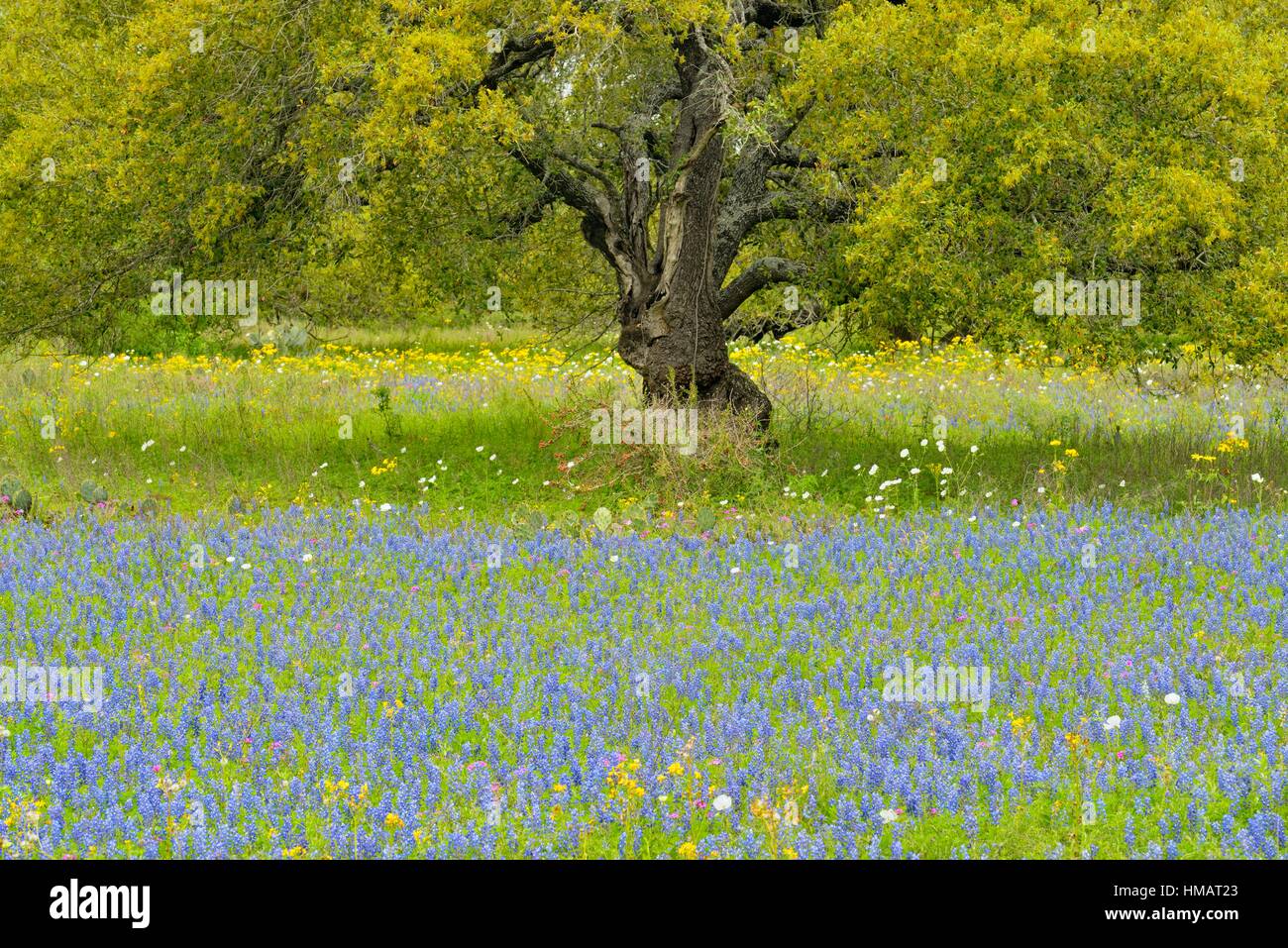 Texas wildflowers in bloom and oak trees, Pleasanton