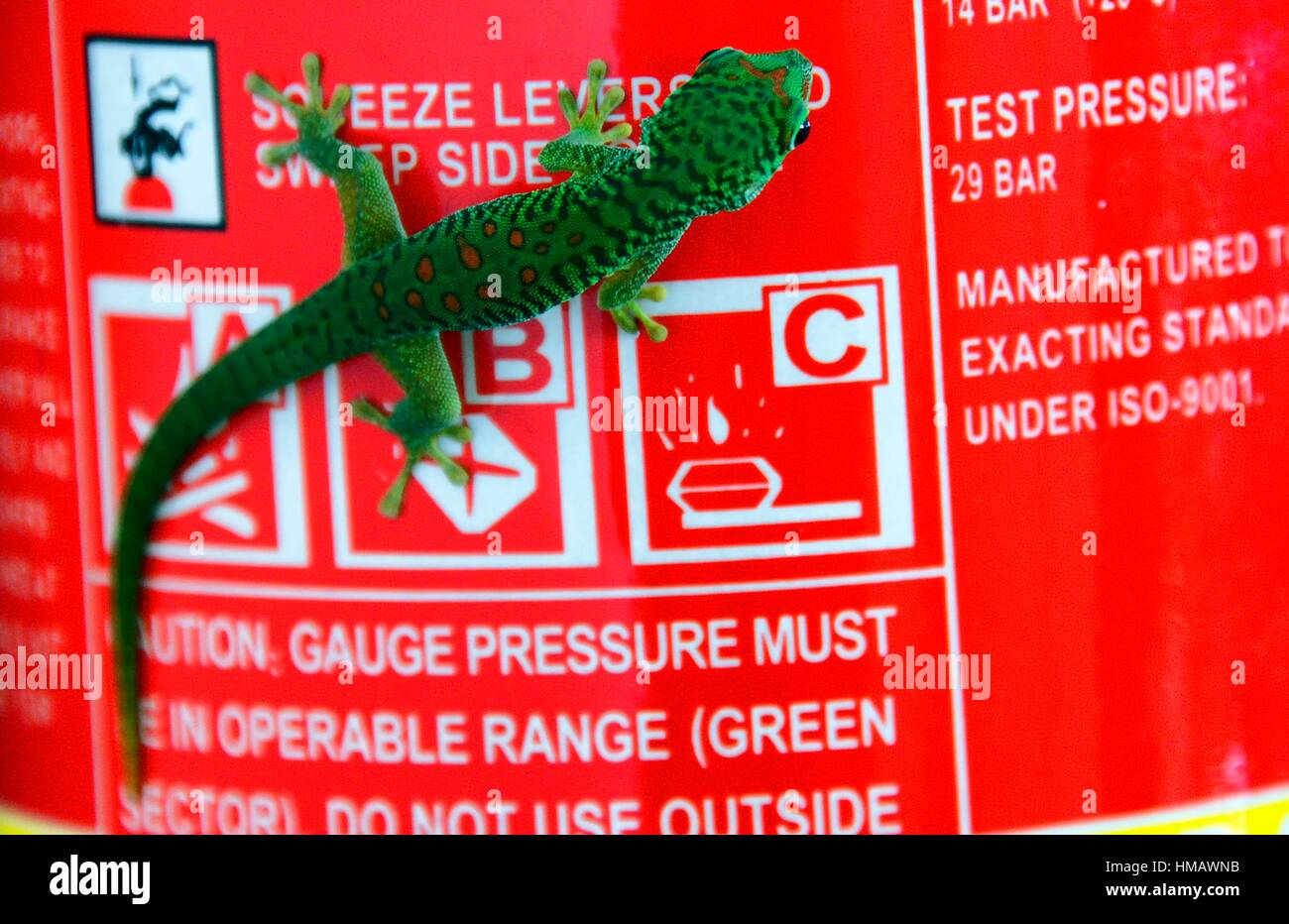 Phelsuma, day gecko on fire extinguisher, Mauritius, Africa Stock Photo