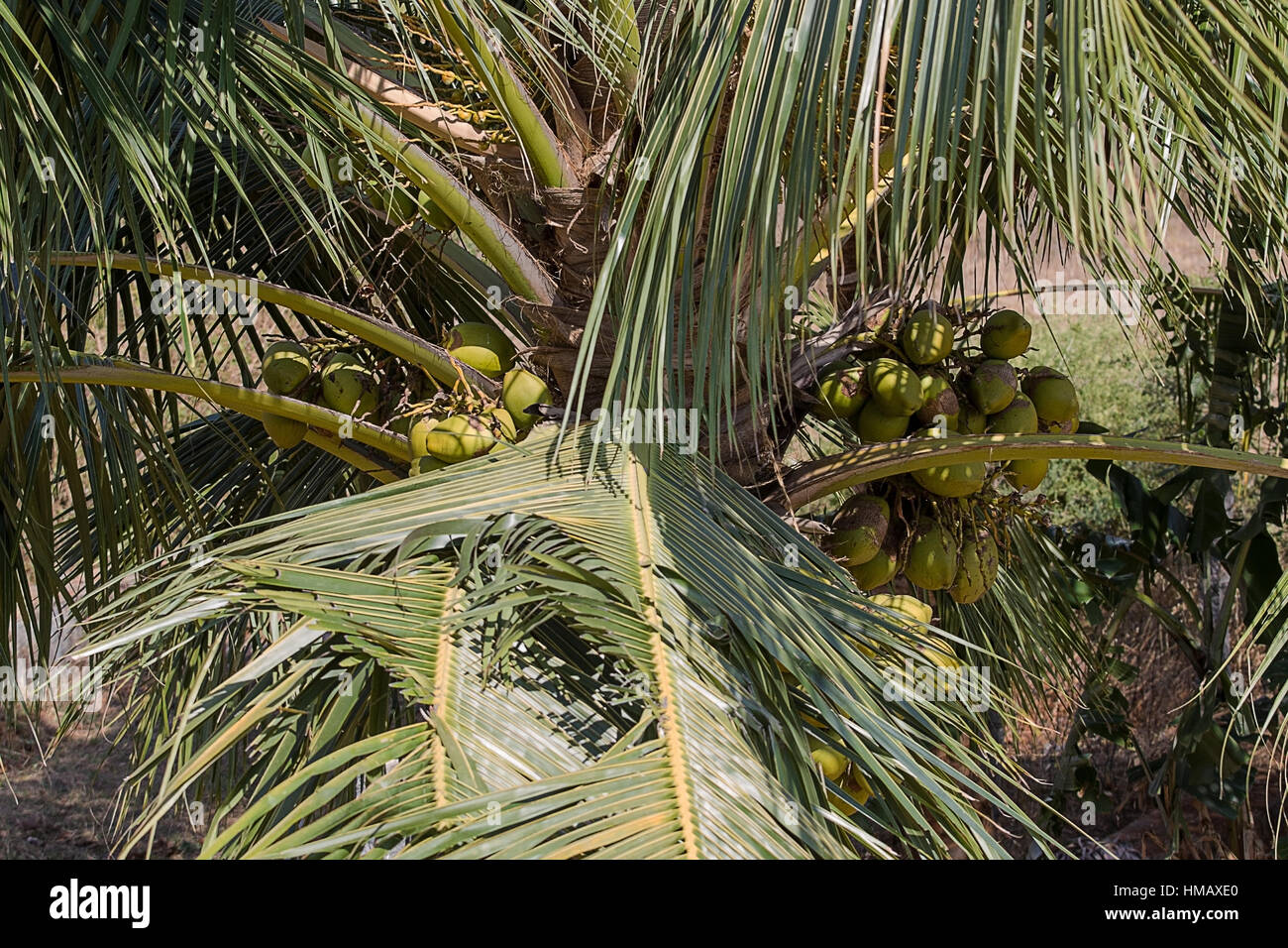photograph of coconuts in a coconut palm tree Stock Photo Alamy