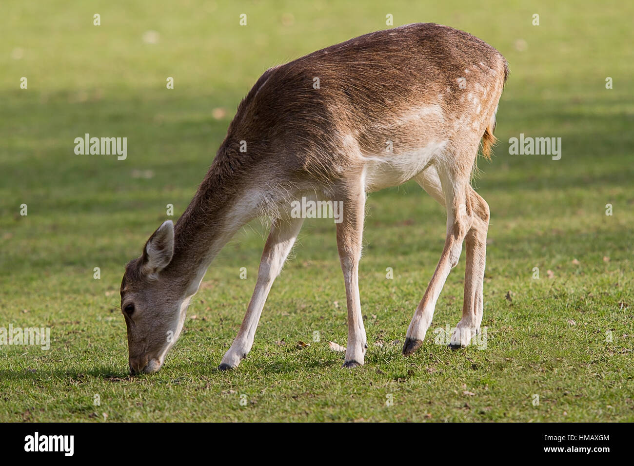 photograph of a female deer grazing Stock Photo Alamy