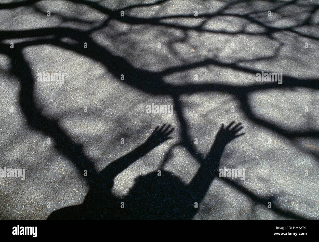Shadows Through Tree Ranches Shadows of tree branches and two hands on asphalt Stock Photo - Alamy