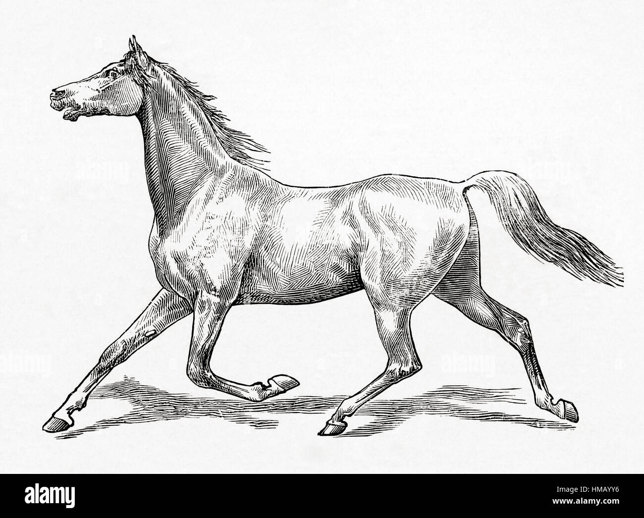 Horse in a powerful forward trot.  From Meyers Lexicon, published 1928. Stock Photo