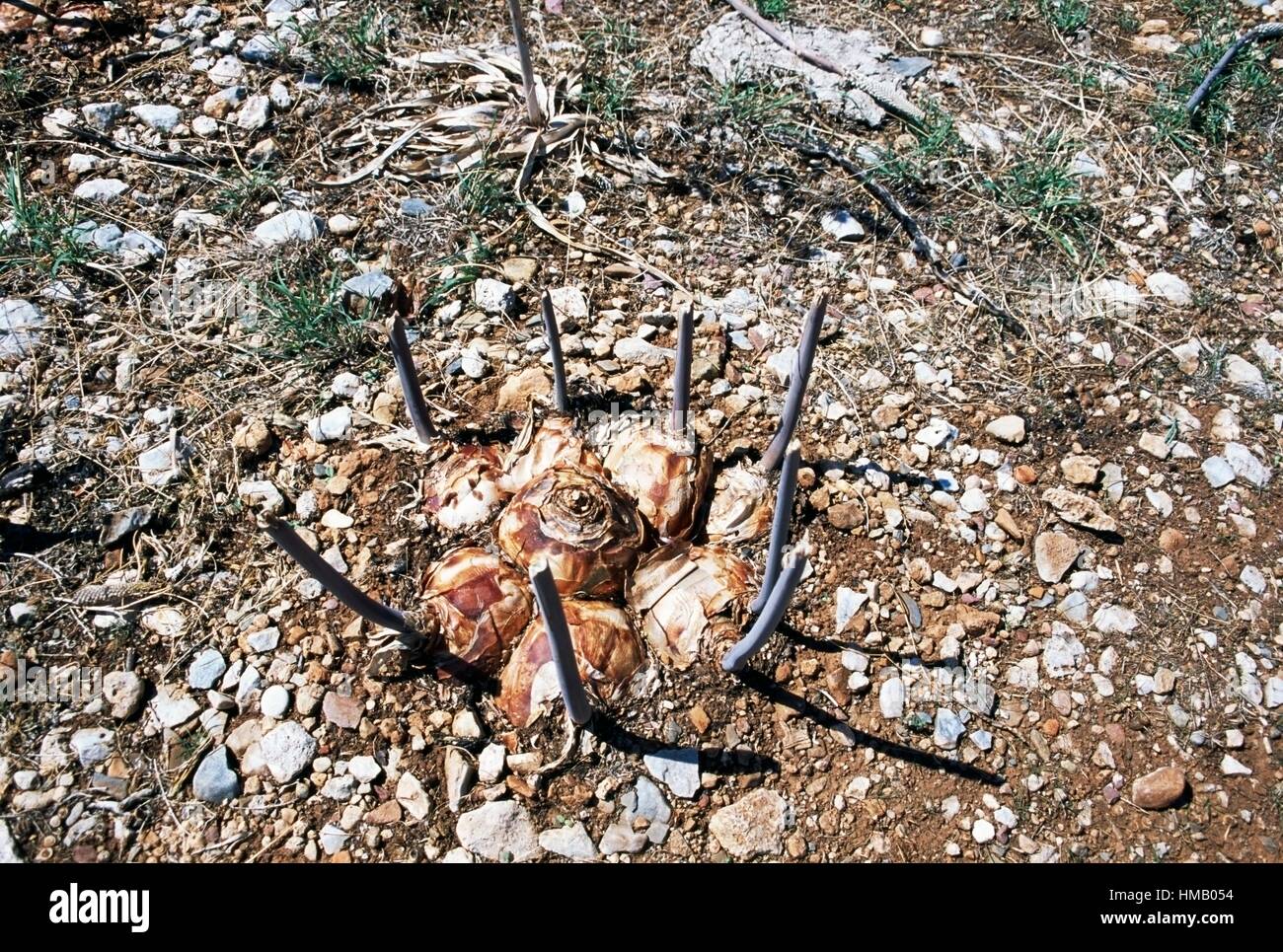 Bulbous plant, Mani peninsula, Peloponnese, Greece Stock Photo - Alamy