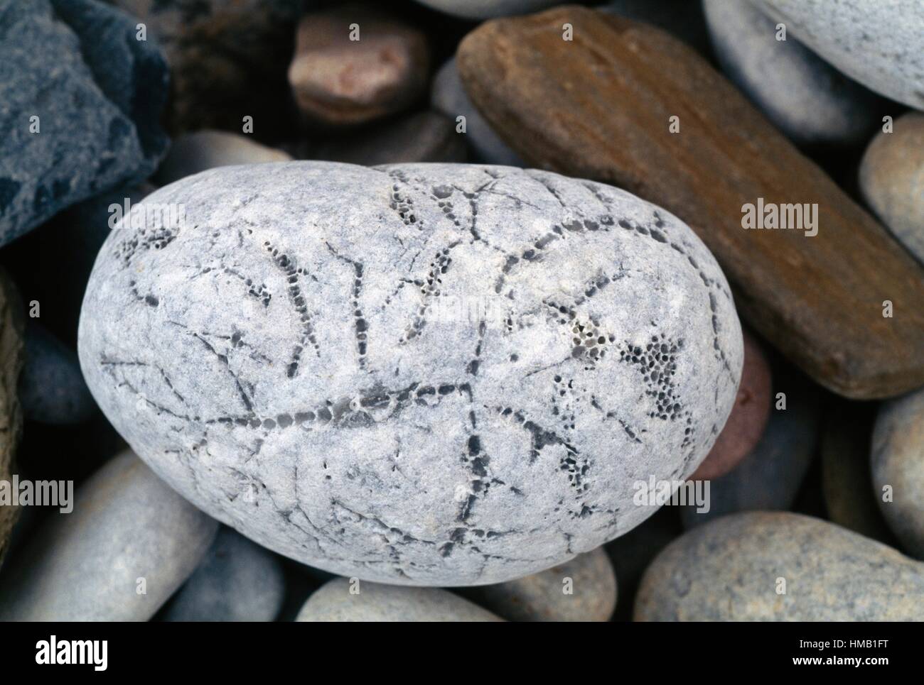 Porous stone smoothed by the sea, Kainopolis, Greece Stock Photo Alamy