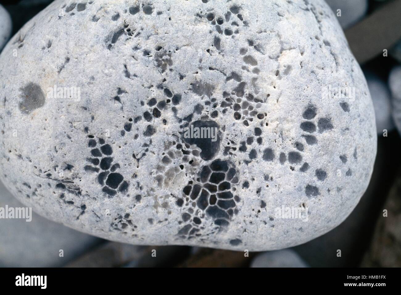 Porous stone smoothed by the sea, Kainopolis, Greece Stock Photo Alamy