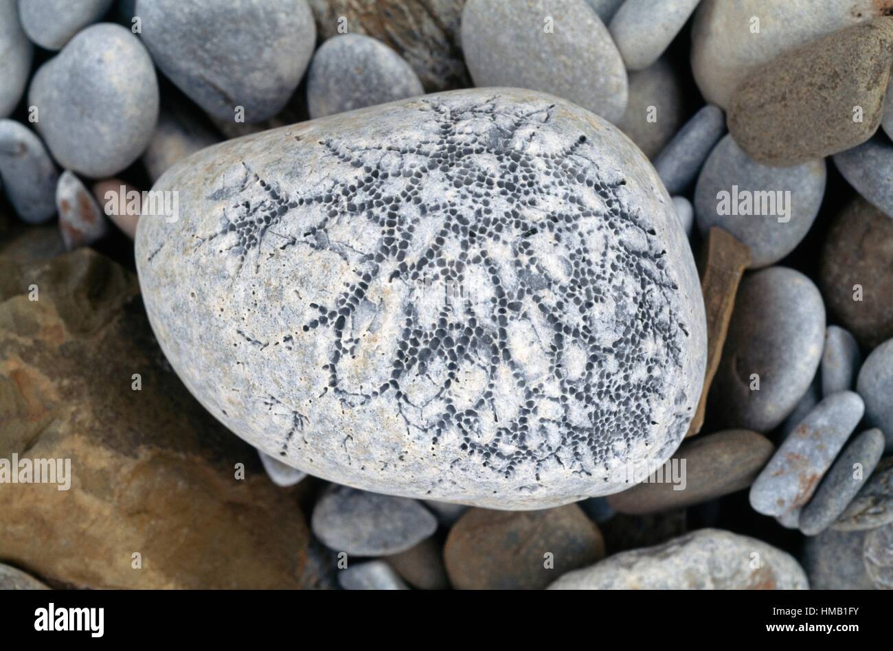 Porous stone smoothed by the sea, Kainopolis, Greece Stock Photo Alamy