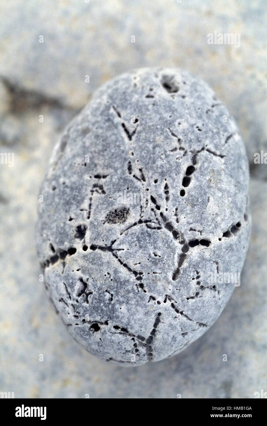 Porous stone smoothed by the sea, Kainopolis, Greece Stock Photo Alamy