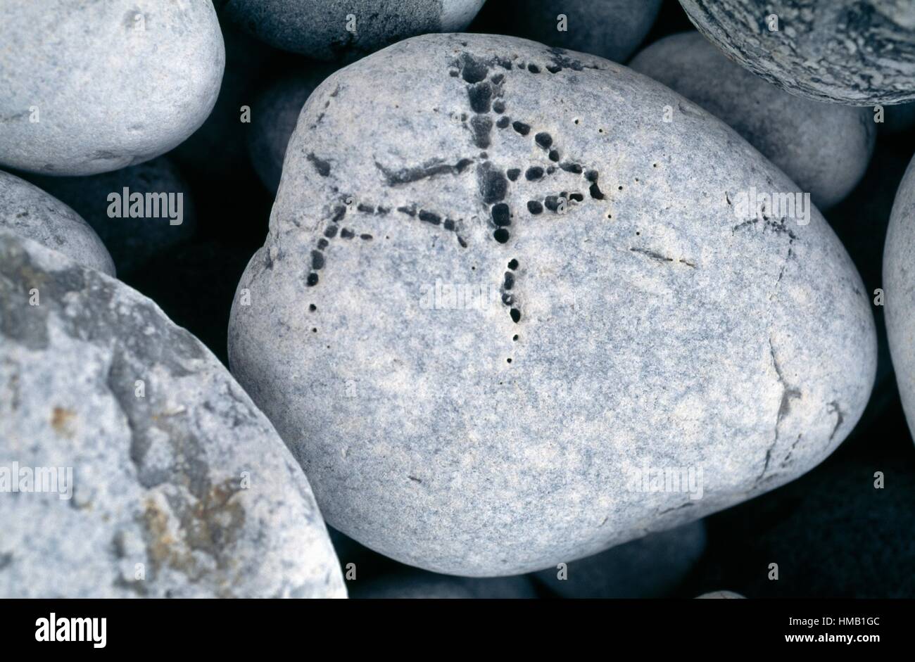 Porous stone smoothed by the sea, Kainopolis, Greece Stock Photo Alamy