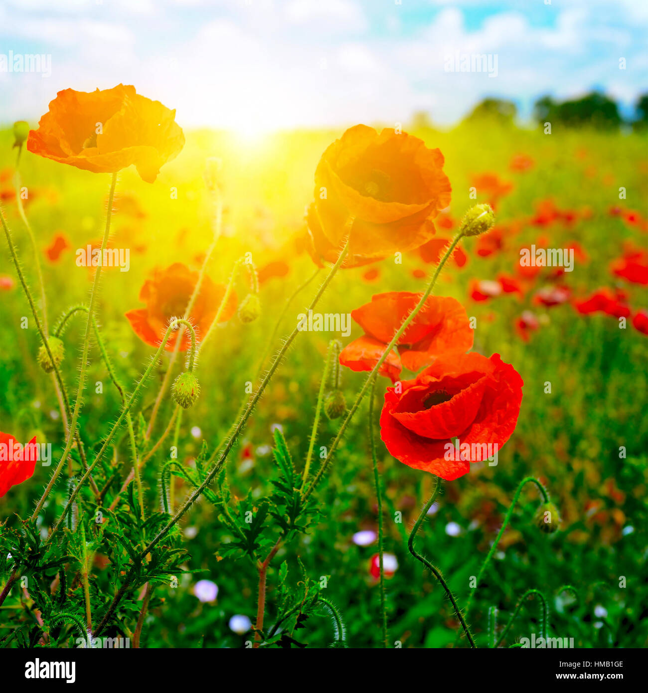 Red poppy field sunset hi-res stock photography and images - Alamy