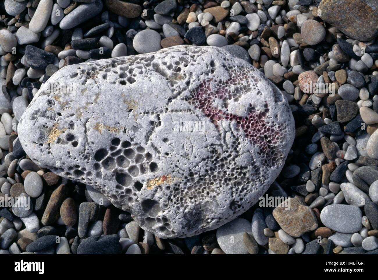 Porous stone smoothed by the sea, Kainopolis, Greece Stock Photo Alamy