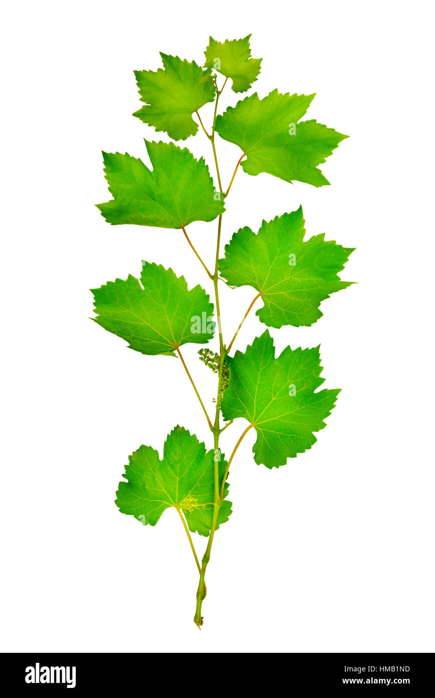 fresh grape leaves isolated on white Stock Photo