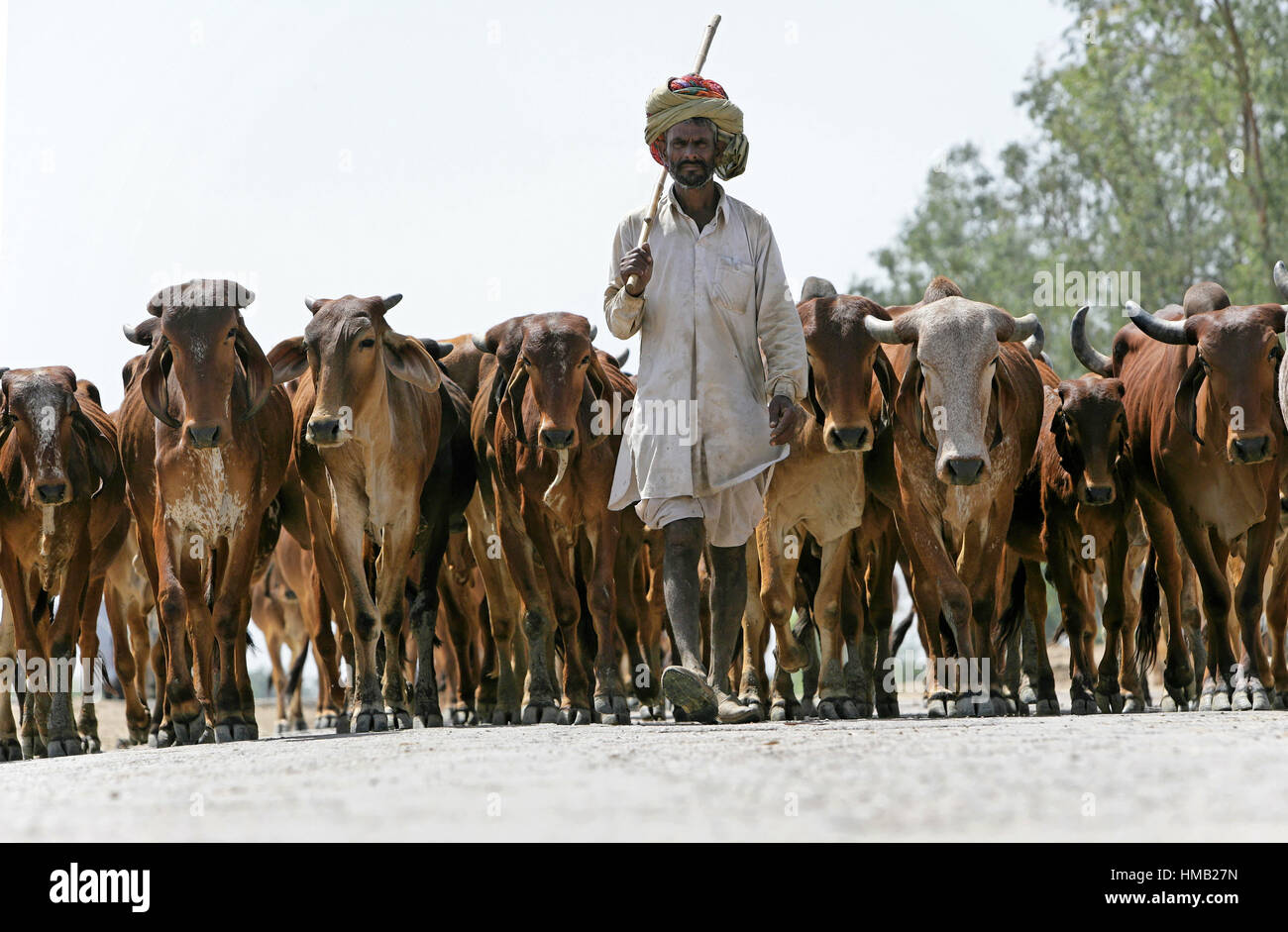 Cows, herd walking on road, near Bharatpur, Rajasthan, India Stock Photo