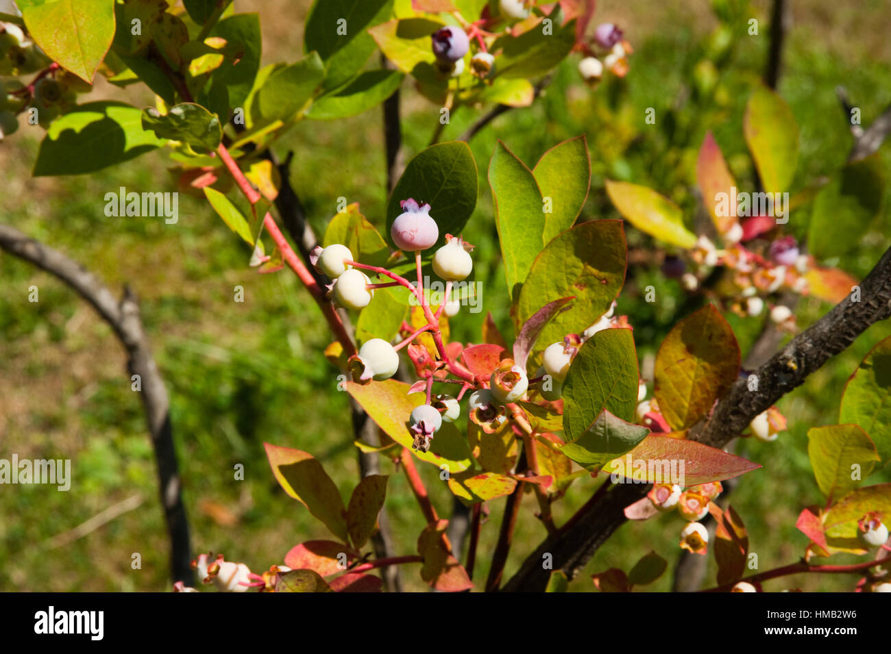 Blueberry plant hires stock photography and images Alamy