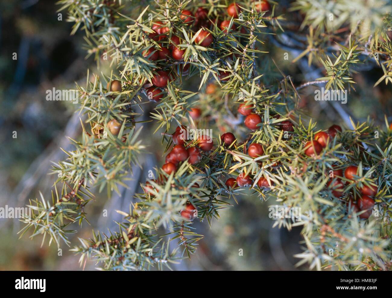 Juniper berries (Juniperus sp), Abruzzo, Italy. Stock Photo