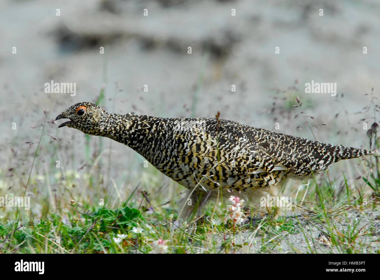 Tarmigan b1276 b1276 hi-res stock photography and images - Alamy
