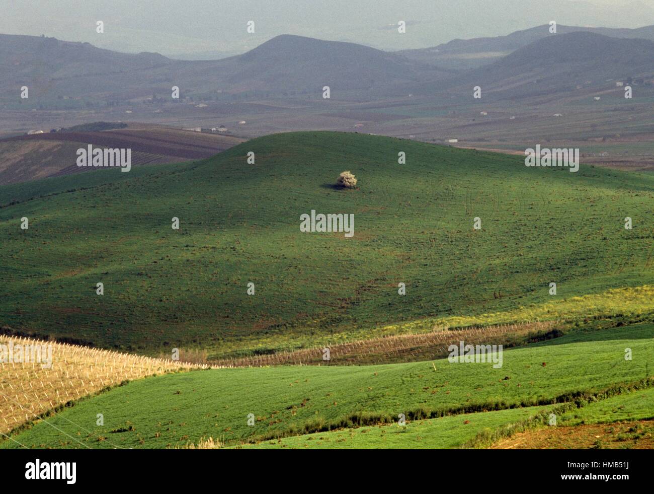 Hilly Landscape And Cultivated Fields Near Partinico Sicily Italy hilly-landscape-and-cultivated-fields-near-partinico-sicily-italy