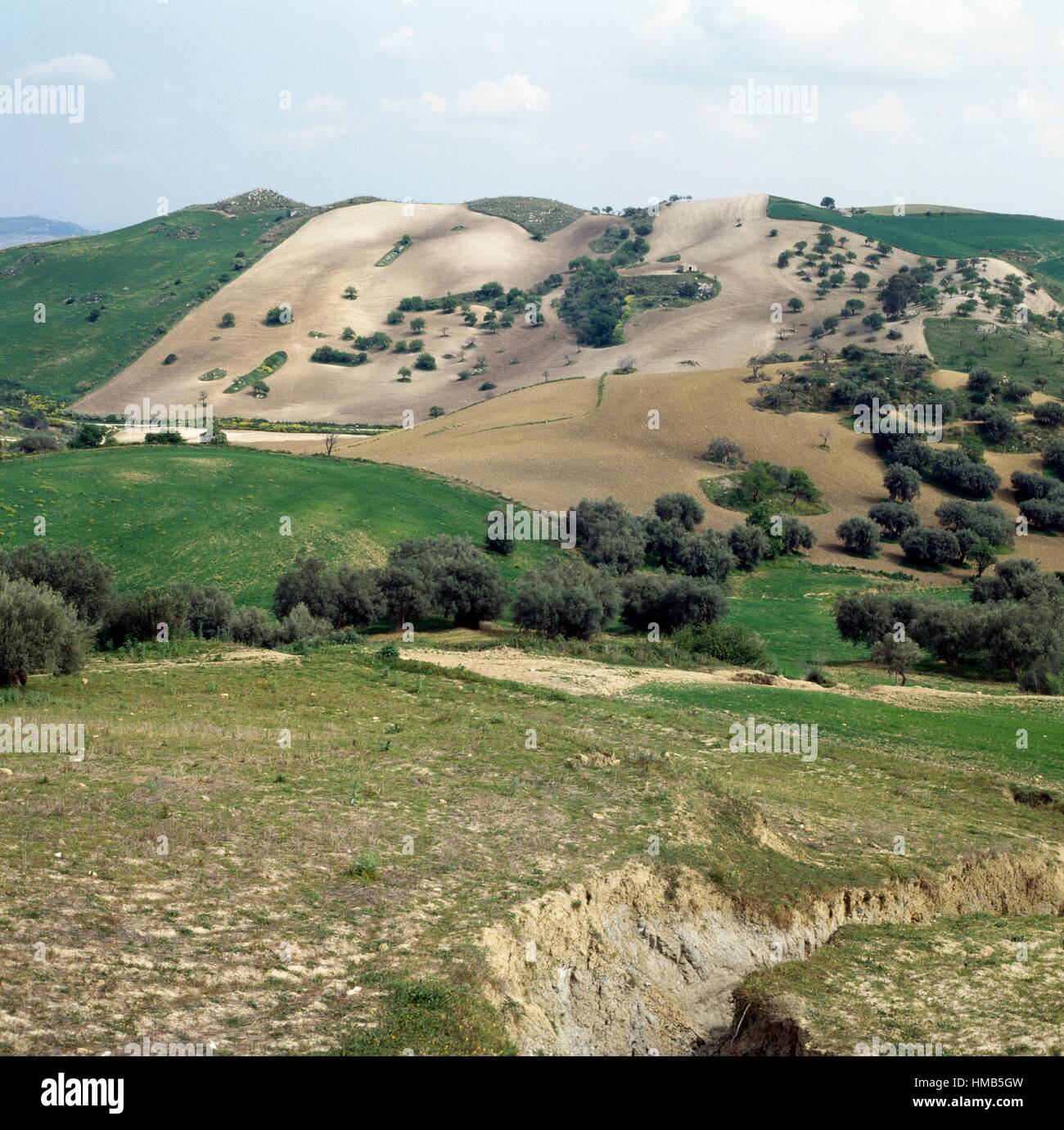 Hilly Landscape With Trees And Cultivated Fields Near Morgantina hilly-landscape-with-trees-and-cultivated-fields-near-morgantina
