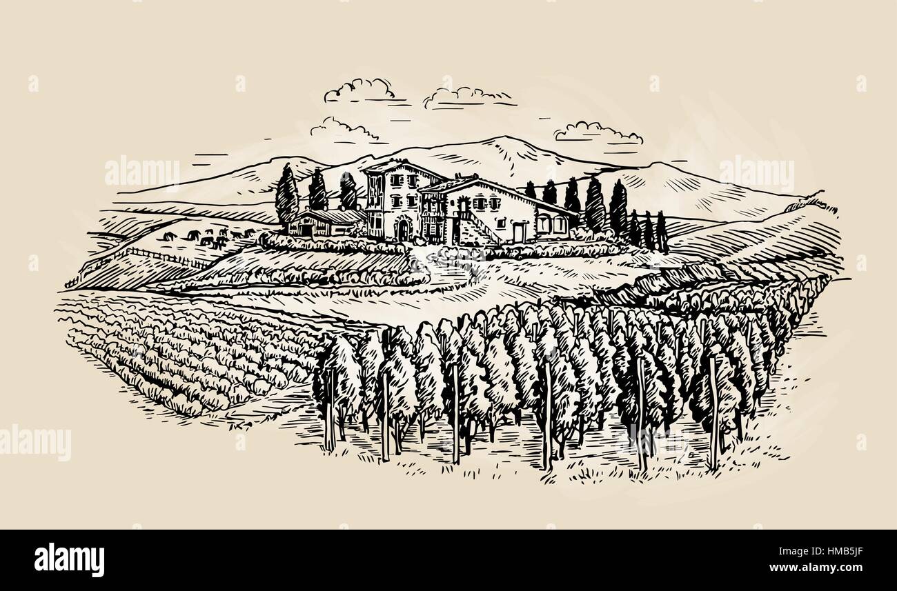 Farm sketch. Rural landscape with vineyard. Vector illustration Stock Vector