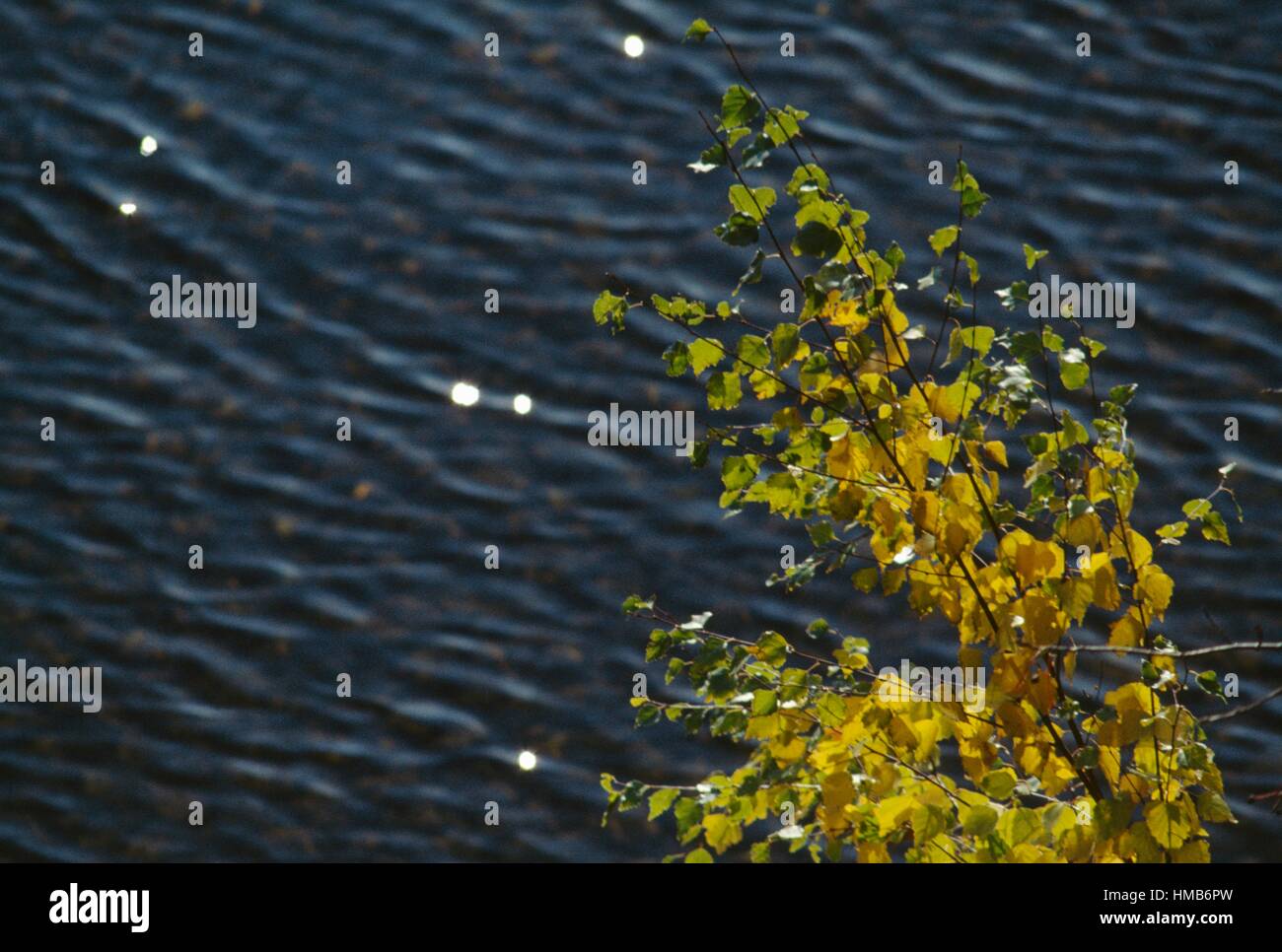 Birch leaves on a branch with a lake in the background, Lakeland, Finland. Stock Photo