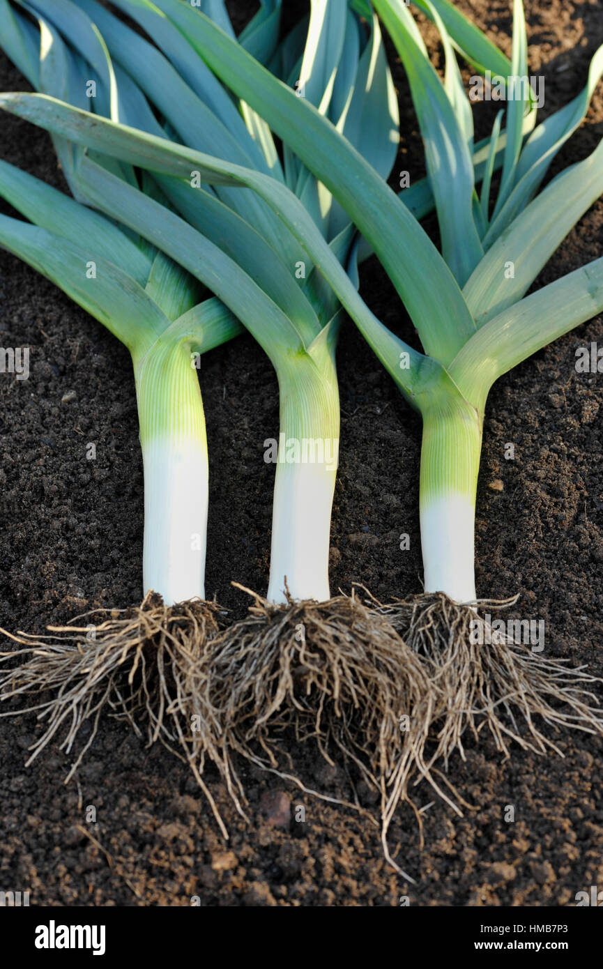 Freshly lifted leeks, allium ampeloprasum, in a vegetable garden, variety Musselburgh. Stock Photo