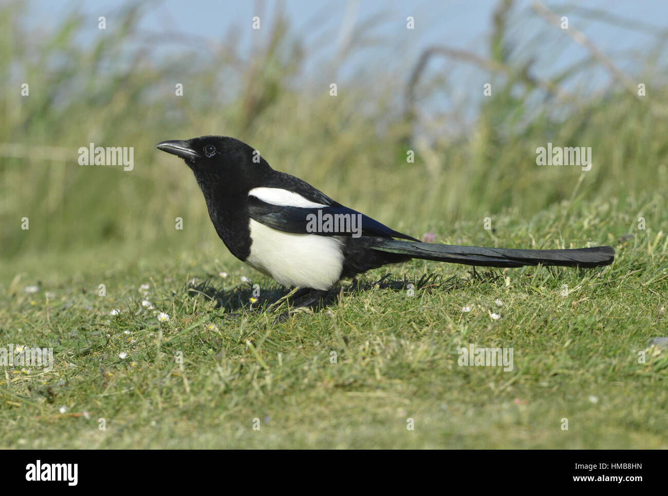 Magpie - Pica pica Stock Photo