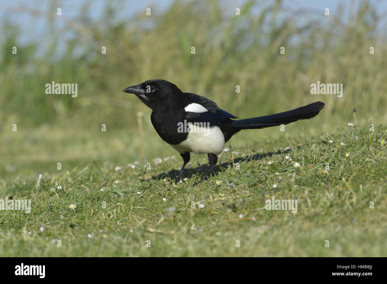 Magpie - Pica pica Stock Photo