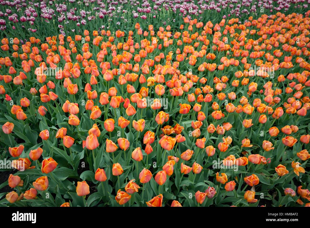 One of Europe's largest breeding of tulips in Chrzypsko Wielkie near Poznan - Poland. Over 450 varieties of tulips. Stock Photo