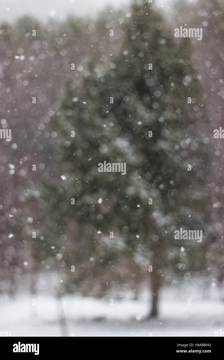 Snowfall in Front of Pine Tree Stock Photo - Alamy