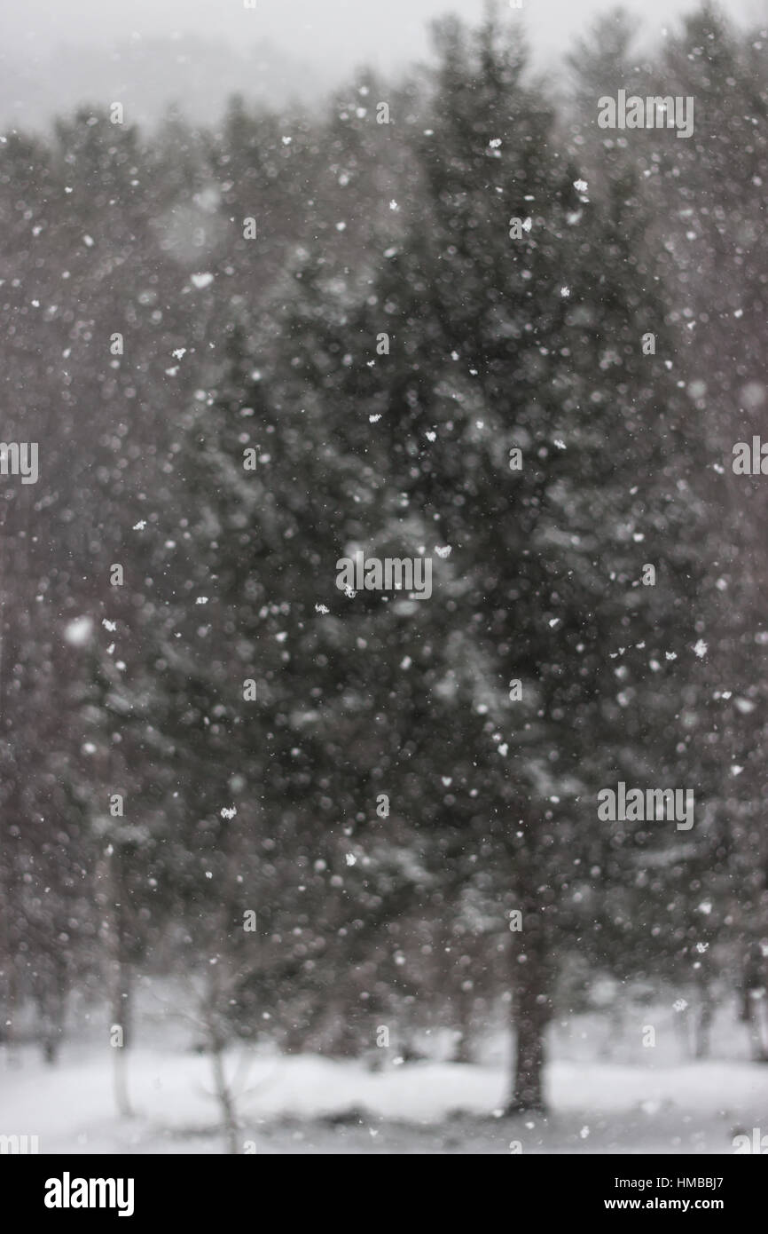 Pine trees in snow snowfall hi-res stock photography and images - Alamy