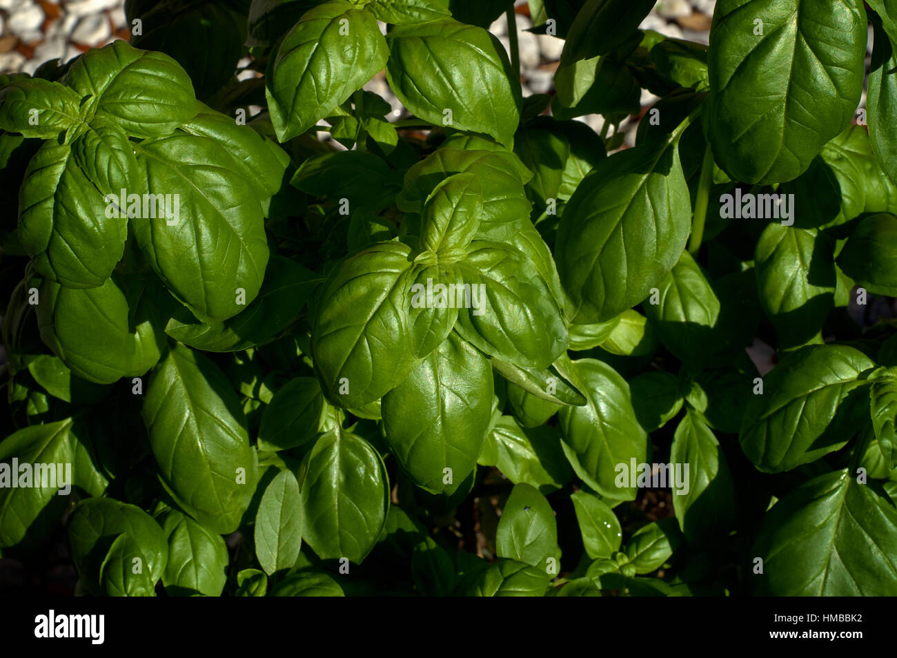 Looking down on a large green sweet basil plant with shiny leaves