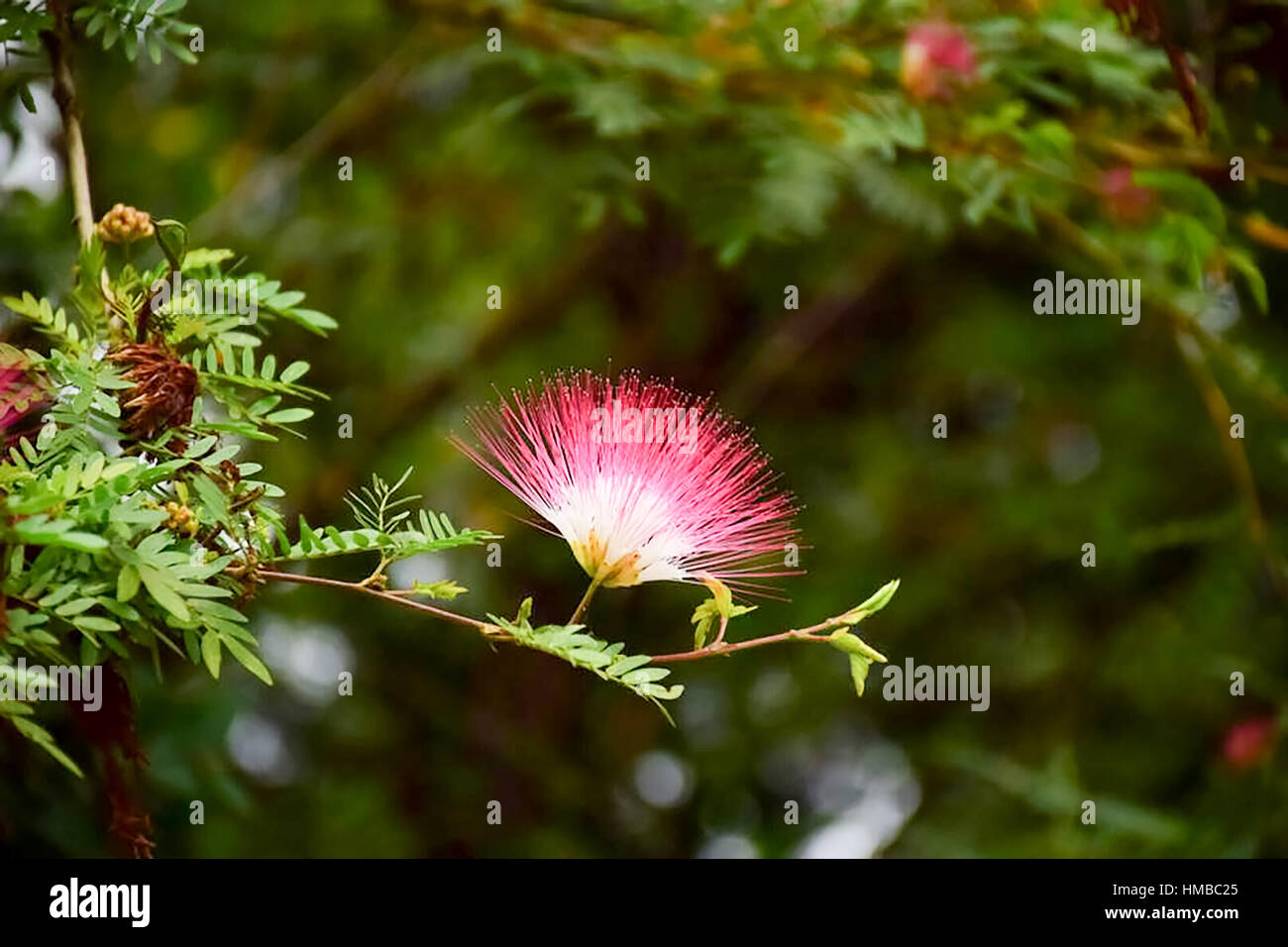 pink flower with green nature background Stock Photo Alamy