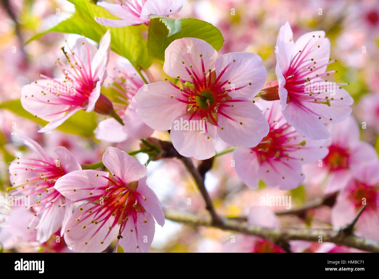 Cherry blossoms of Thailand Stock Photo - Alamy