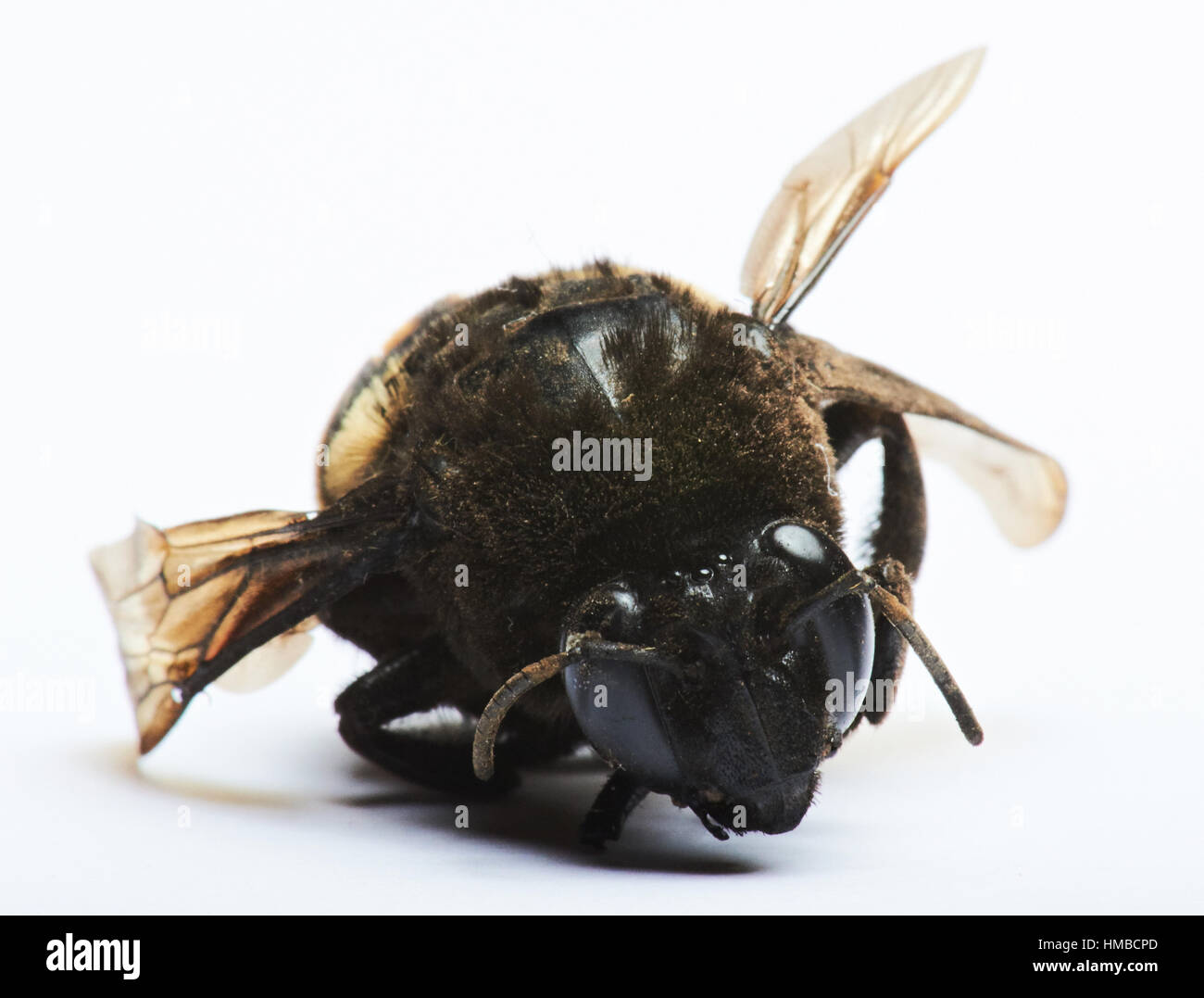 macro of bublebee isolated on white background Stock Photo