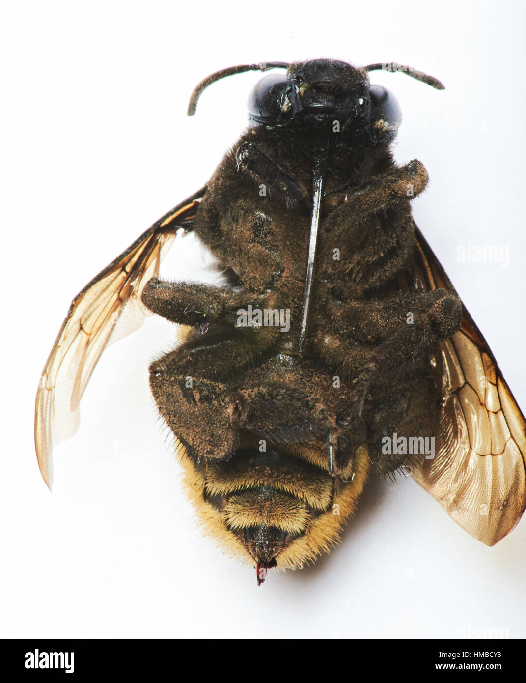 macro  tummy of bumblebee isolated on white background Stock Photo