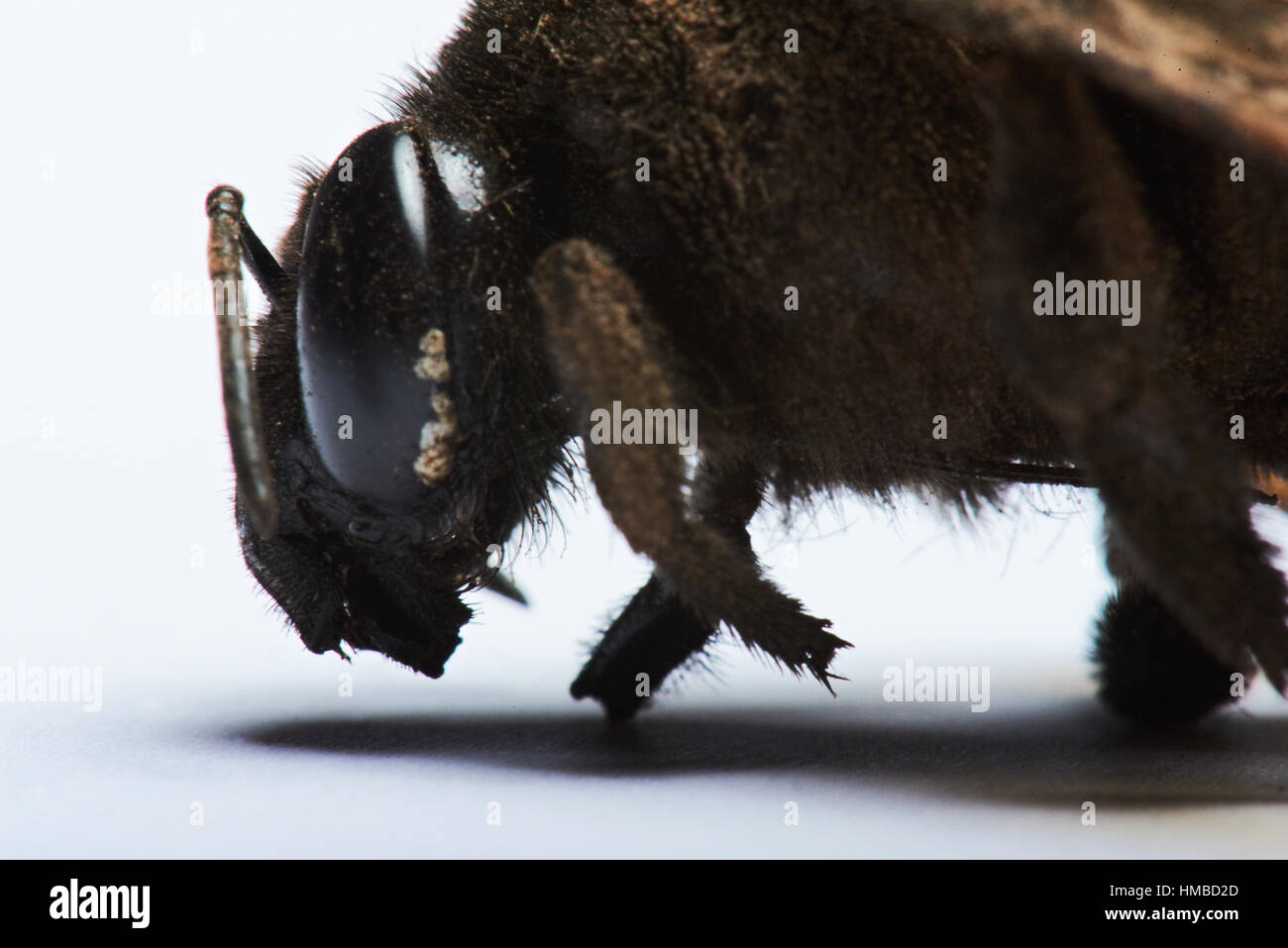 macro of bumblebee head isolated on white background Stock Photo