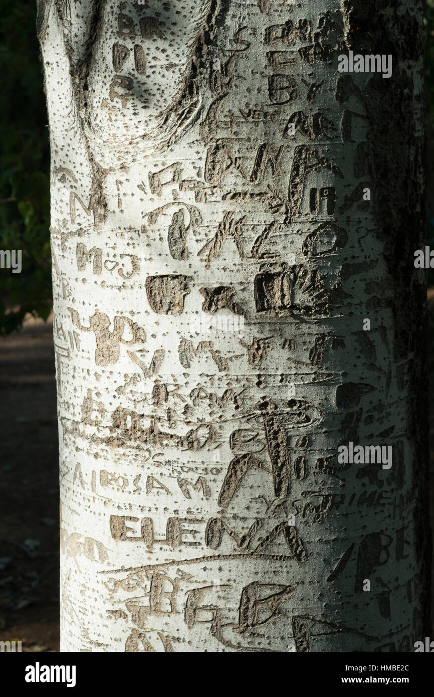 names of people carved on to a tree Stock Photo
