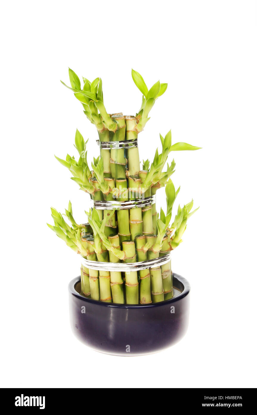 Chinese Lucky bamboo, Dracaena brauni, in a pot isolated against white Stock Photo