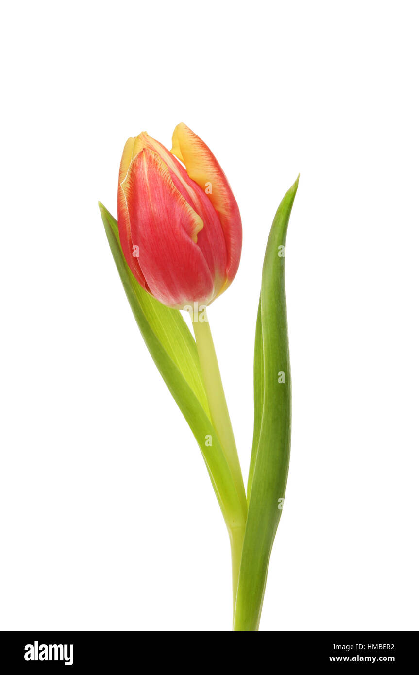 Red and yellow tulip flower and leaves isolated against white Stock ...